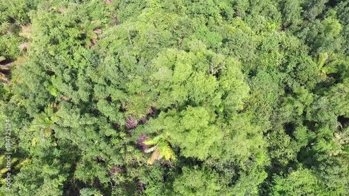 Lush Vegetation in Wouri Delta, aerial photo