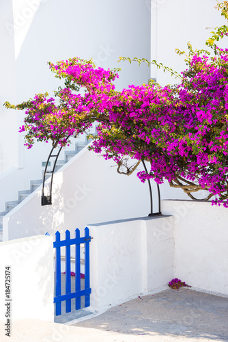White house with flowers Santorini Island in Greece