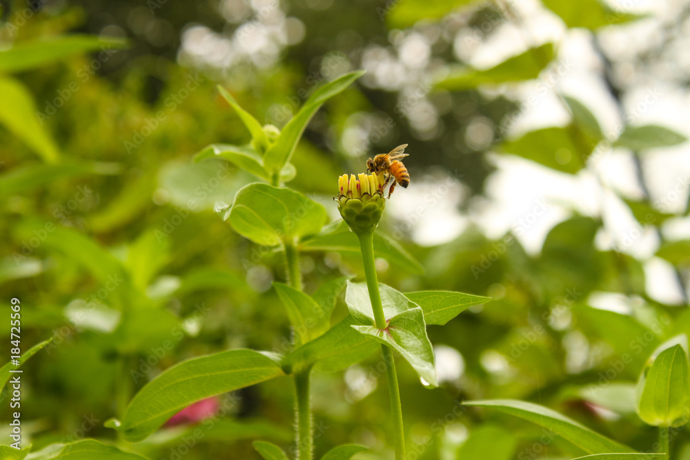 Bee extracting nectar from the bloom of a zinnia flower after a rain with water droplets against a green blurred bokeh background Bee extracting nectar from the bloom of a zinnia flower after a rain with water droplets against a green blurred bokeh background