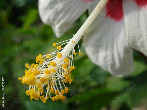 white Hibiscus spp. flower plants in the mallow family, Malvaceae. photo taken in malaysia
 photo