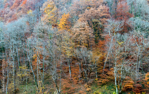 Colorful autumn forest.