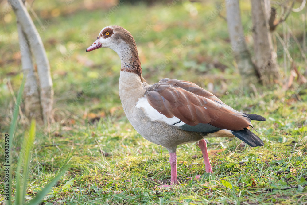 Close up of a Egyptian Goose (Alopochen aegyptiaca) Close up of a Egyptian Goose (Alopochen aegyptiaca)