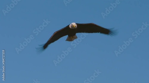 A bald eagle flying in the sky on a beautiful summer day