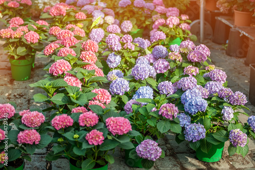 Fototapeta Naklejka Na Ścianę i Meble -  Large colorful hydrangeas on the street in the shop in the sale for a gift for the background light and light. The farmer's market.