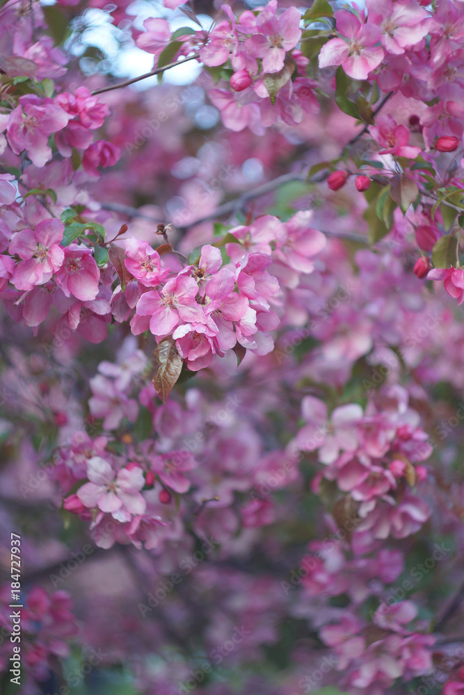 Sacura, Blooming Garden Background, Pink Apple Tree, Selective focus Sacura, Blooming Garden Background, Pink Apple Tree, Selective focus