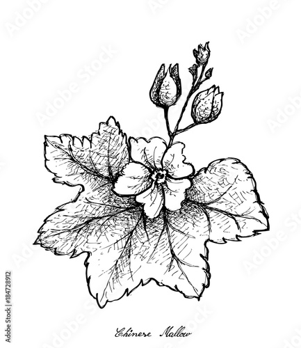 Hand Drawn of Chinese Mallow on White Background