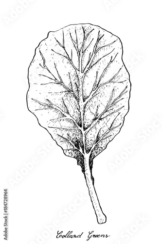 Hand Drawn of Collard Green on White Background