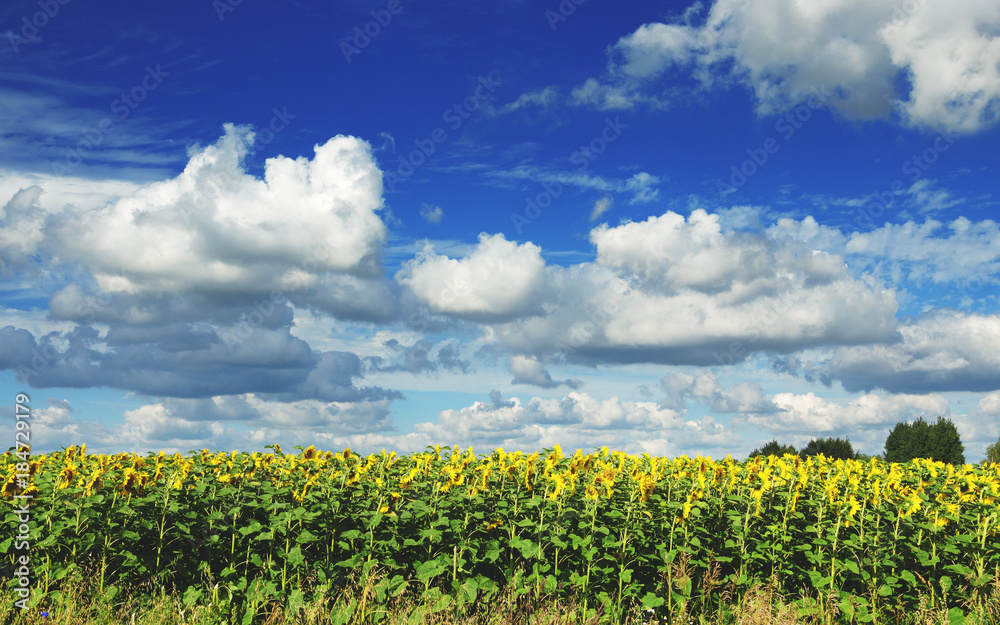 Field of blooming sunflowers on a background of cloudy blue sky Field of blooming sunflowers on a background of cloudy blue sky