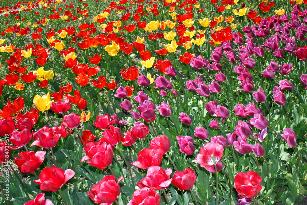 Parade of tulips in the botanical garden.