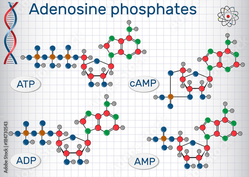 Structural formulas Adenosine phosphates nucleotides  :  AMP, ADP, ATPcAMP. Building blocks of nucleic acids. Sheet of paper in a cage