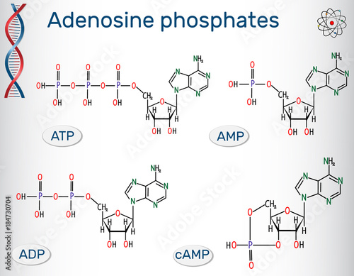 Structural formulas Adenosine phosphates nucleotides  : adenosine monophosphate (AMP), adenosine diphosphate (ADP) , adenosine triphosphate (ATP) , cyclic adenosine monophosphate (cAMP).  photo