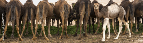 panorama of baby camel walking behind the backs of adult camels