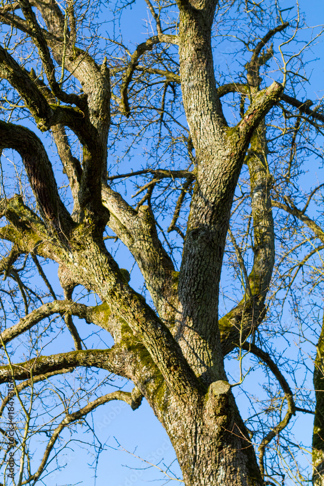 Fototapeta premium pear tree