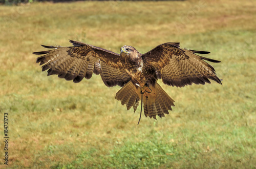 Eagle in flight before landing.