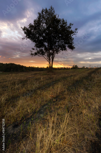 Alone tree on meadow at sunset on the mountain with grass field