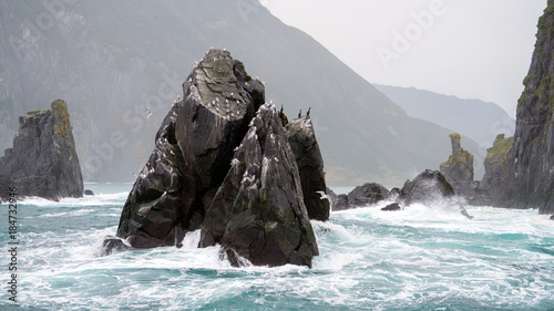 Bild auf Leinwand The nature of the Kamchatka peninsula and a colony of birds on the rocks for 4K