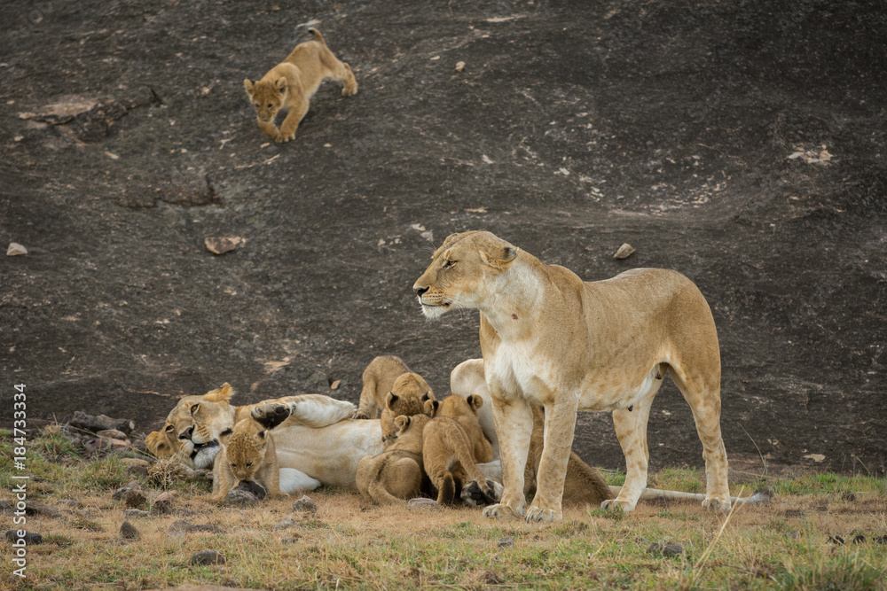 Female lion nursing cubs in Masai Mara Game Reserve, Kenya Female lion nursing cubs in Masai Mara Game Reserve, Kenya