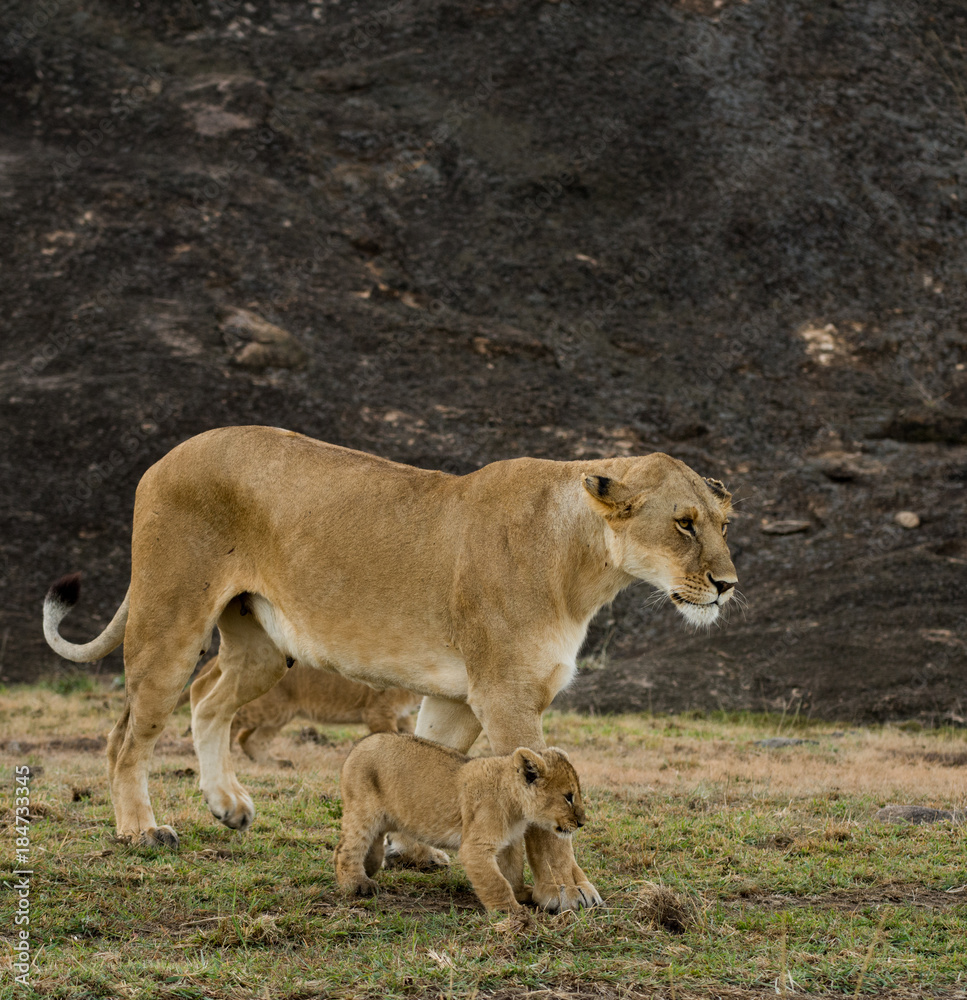 Lioness and cubs in Masai Mara Lioness and cubs in Masai Mara