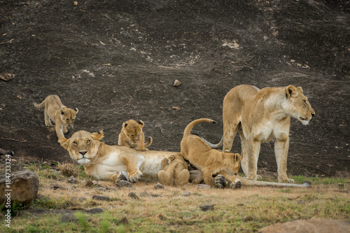 Female lion nursing cubs in Masai Mara Game Reserve, Kenya