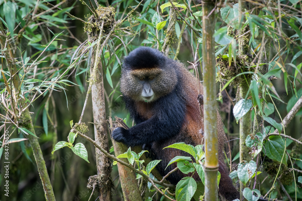 Fototapeta premium Golden monkey in Volcanoes National Park