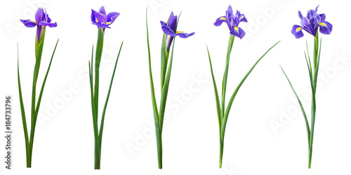 Fotografía Spring iris flowers isolated