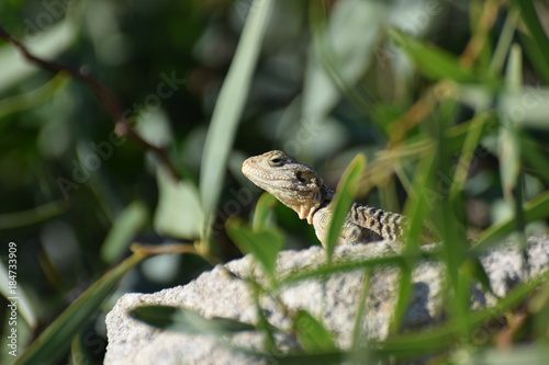 lizard sits in the garden