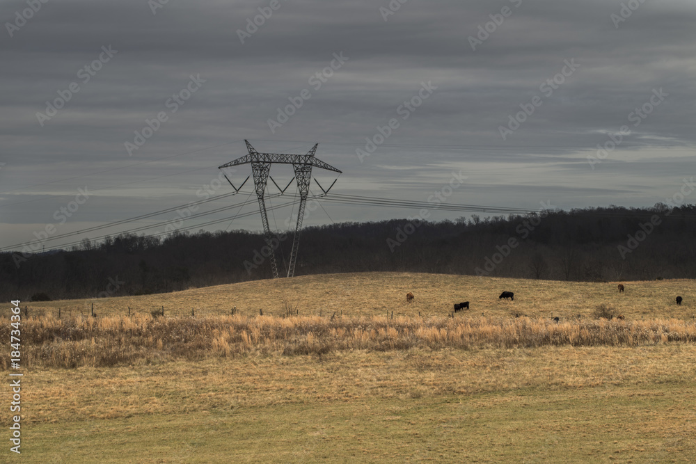 Cows grazing under a power line