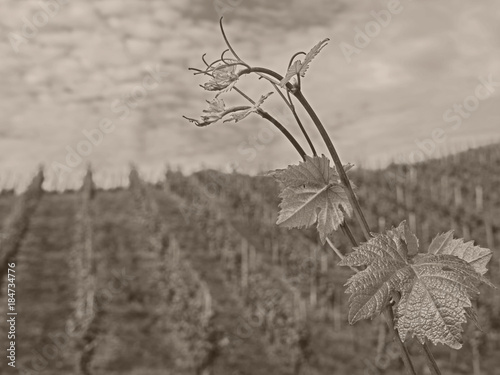 Photos Weinberg mit Weinrebe im Vordergrund, Vintage-Look in sepia