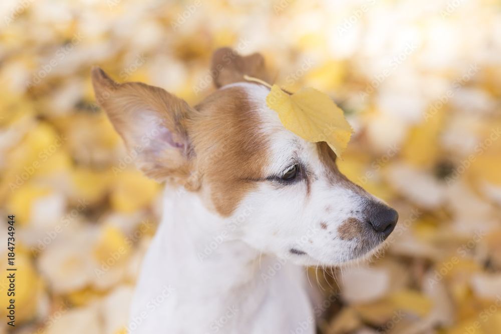 portrait of a young beautiful small white and brown dog sitting on yellow leaves background. Park, outdoors. Yellow leave on his head. Fun.