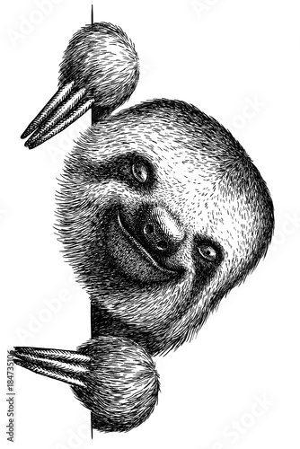 Fototapeta Naklejka Na Ścianę i Meble -  black and white engrave isolated sloth illustration