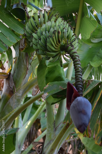 Wallpaper Mural banana flower on the tree Torontodigital.ca