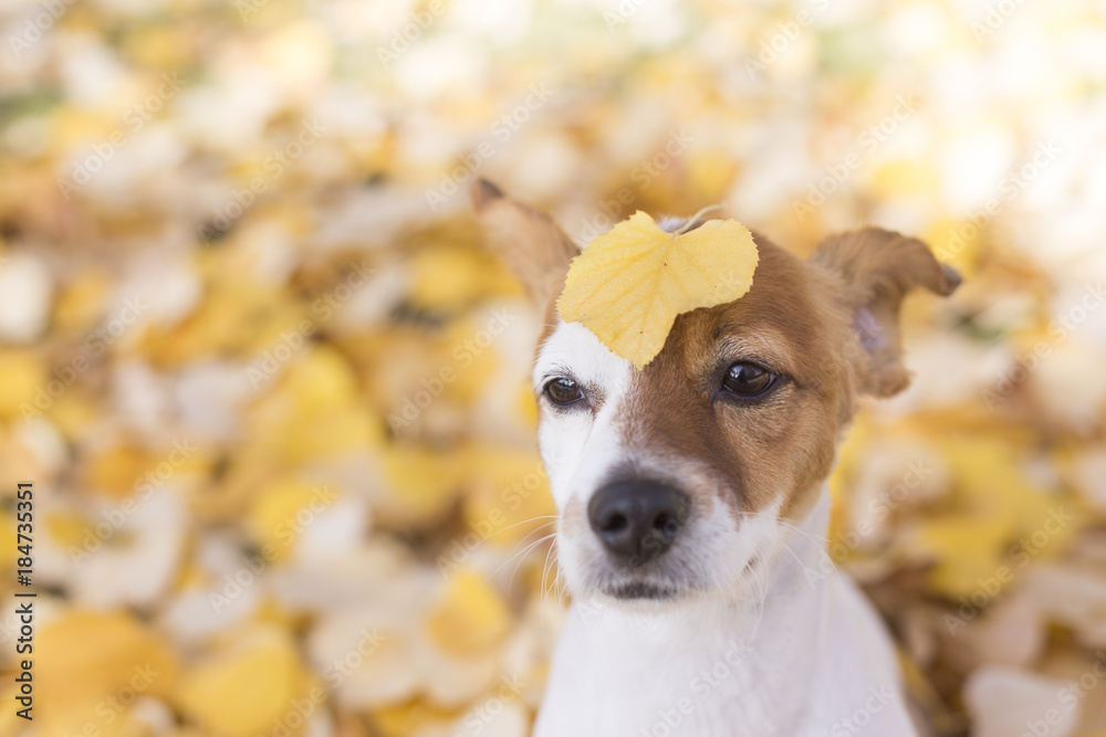 portrait of a young beautiful small white and brown dog sitting on yellow leaves background. Park, outdoors. Yellow leave on his head. Fun.