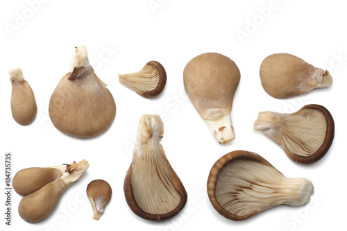 Oyster mushrooms isolated on white background. top view