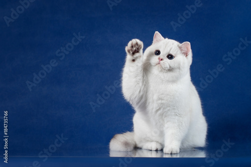 British white shorthair playful cat with magic Blue eyes put his paw up, like saying Hello. Britain kitten sitting on blue background with reflection, copy space for text.