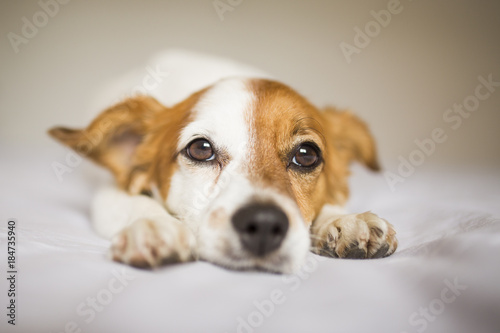 cute white and brown small dog sitting on bed and feeling tired. Home, pets indoors