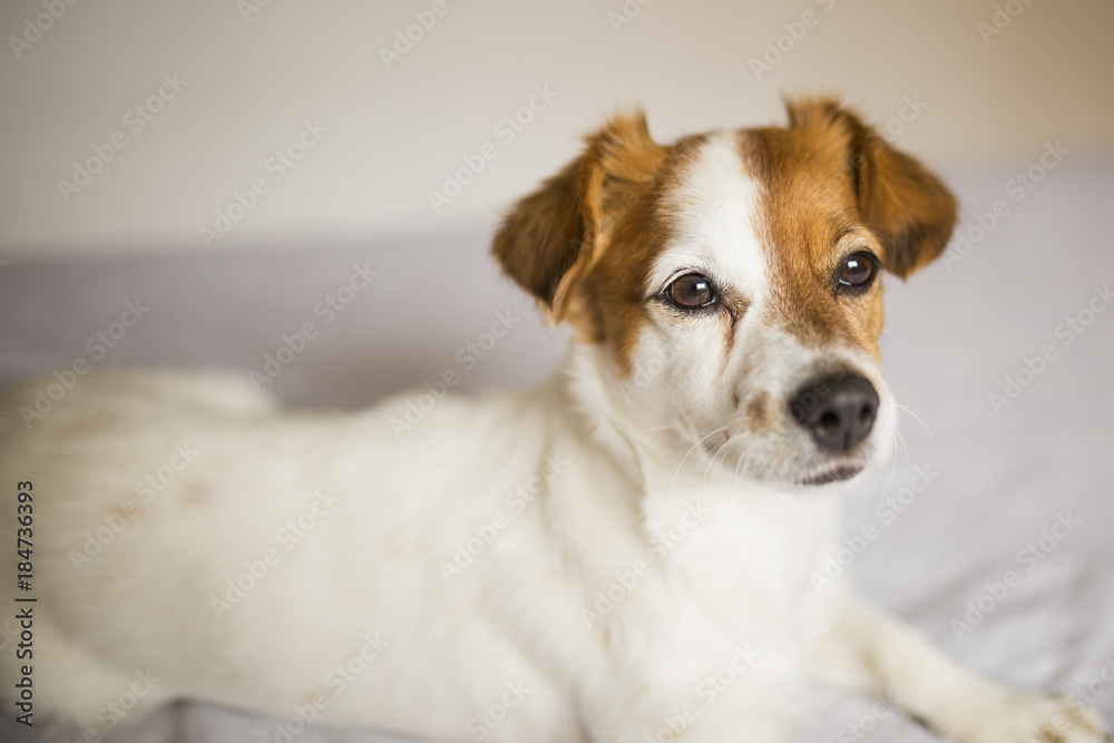 cute white and brown small dog sitting on bed and feeling tired. Home, pets indoors