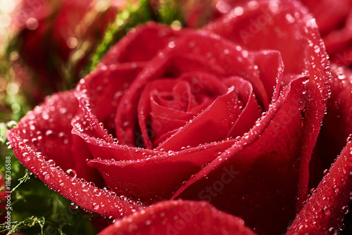 Fototapeta Naklejka Na Ścianę i Meble -  Detail of Red Roses Bouquet