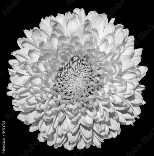 Fototapeta Naklejka Na Ścianę i Meble -  Chrysanthemum (golden-daisy) flower black and white macro photography isolated on black