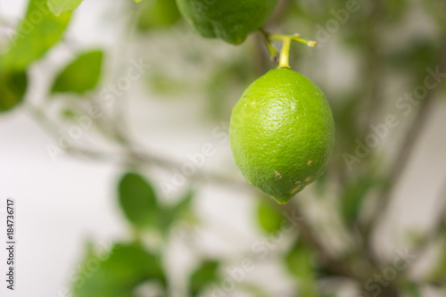 Wallpaper Mural Zirone am Zitronenbaum Torontodigital.ca