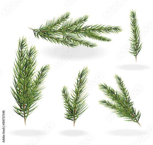 Christmas tree branches set. spruce fir-tree. Branches of a fir tree isolated vector illustration on a white background