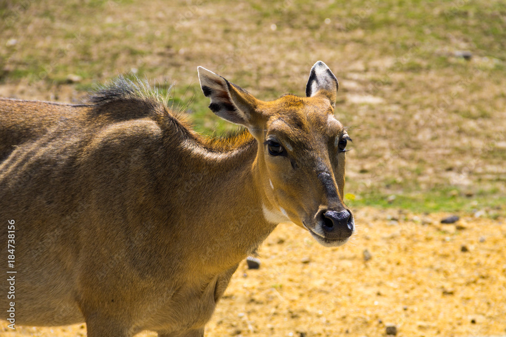 Nilgai or Blue Bull (Boselaphus Tragocamelus) Nilgai or Blue Bull (Boselaphus Tragocamelus)