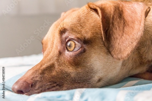 Wallpaper Mural Zeca Torontodigital.ca