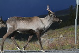 wild caribou on road in northern territories, canada