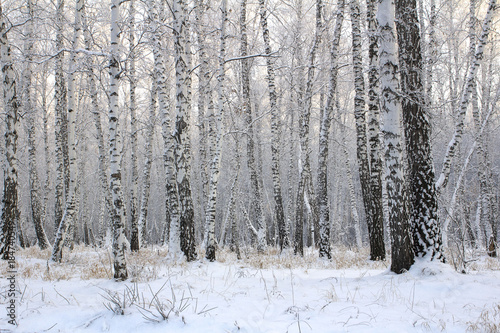 Birch forest with covered snow branches