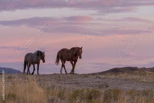 Wild Horses in a Desert Sunset