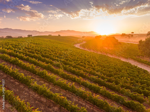 aerial view of vineyard at ar sunrise, Santa Ynez Valley, California