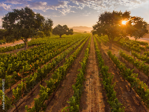 aerial view of vineyard at sunrise, Santa Ynez Valley, California photo