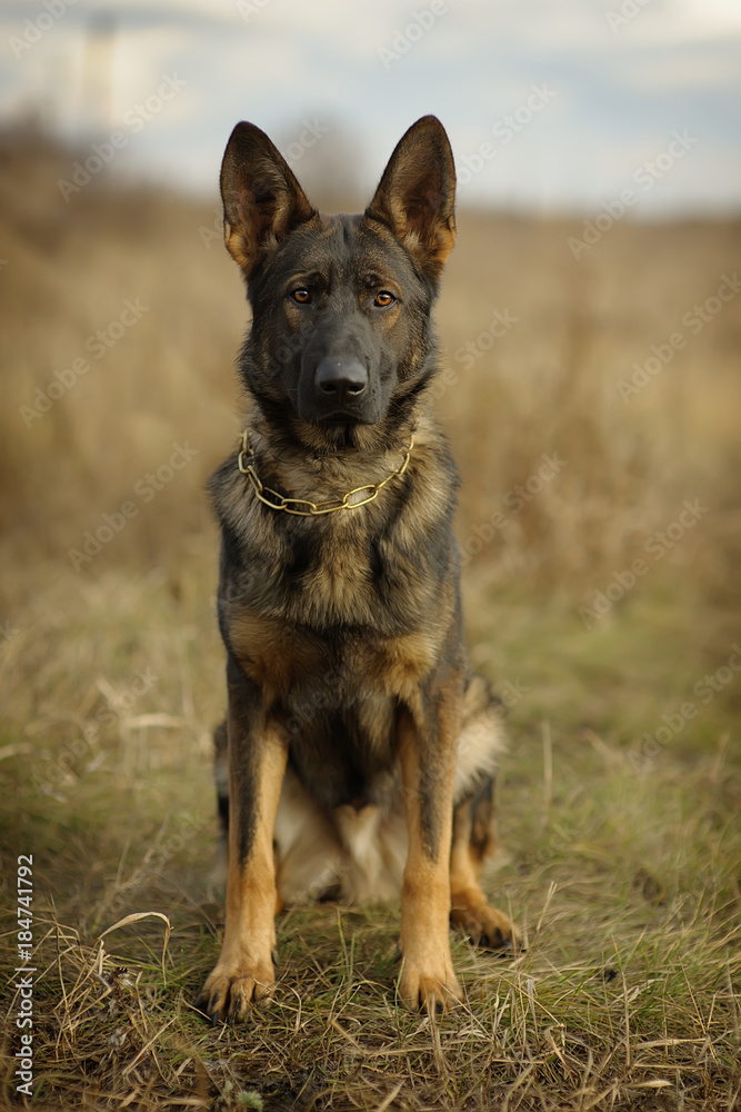 German shepherd working dilution rests on obedience among the withered grass spring Sunny day. Portrait funny dog