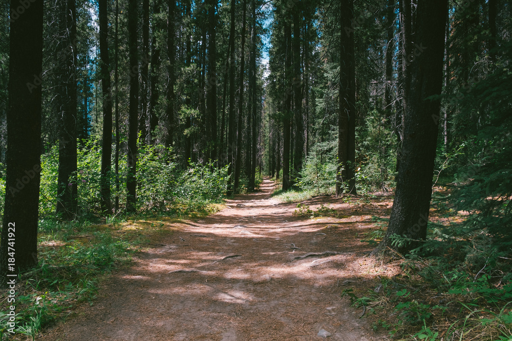 Fototapeta premium Wald