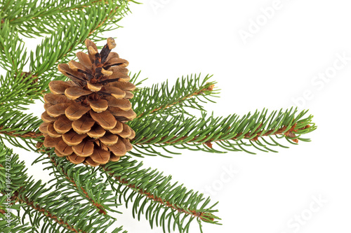 Fir tree branch with cone isolated on a white background. Christmas decoration.